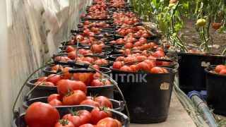 Գյուղացիները փակել են Երևան–Երասխ ավտոճանապարհը. բողոքում են լոլիկի մթերման խնդիրներից