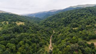 «Հայանտառ»-ի Ստեփանավանի անտառտնտեսության պաշտոնատար անձինք մեղադրվում են խարդախության եղանակով հափշտակություն կատարելու մեջ